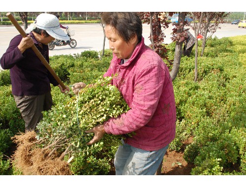 徐州美的绿化工程招聘